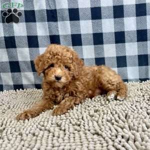 Nick, Miniature Poodle Puppy